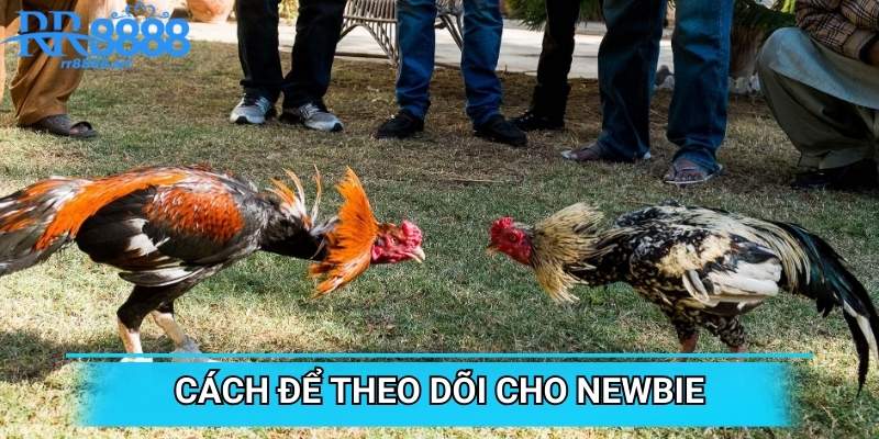 Cách để theo dõi cho newbie