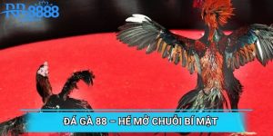 Đá Gà 88 – Hé Mở Chuỗi Bí Mật Chấn Động Năm 2025
