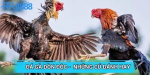 Đá Gà Đòn Độc - Chinh Phục Đối Thủ Với Những Cú Đánh Hay