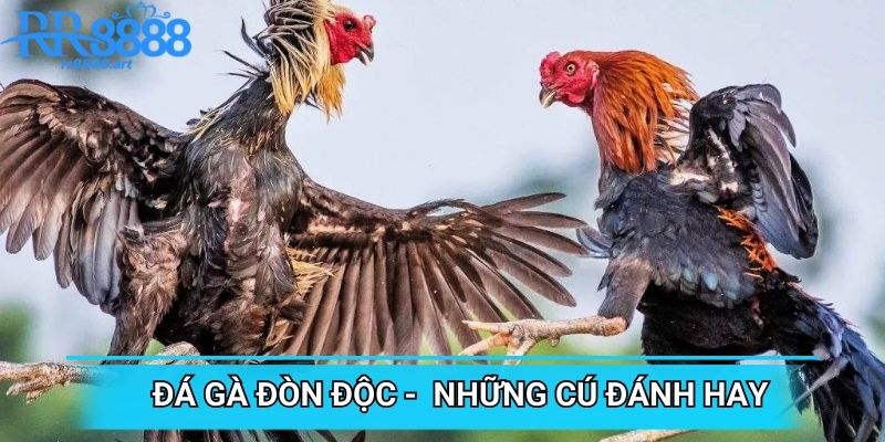 Đá Gà Đòn Độc - Chinh Phục Đối Thủ Với Những Cú Đánh Hay