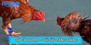 Đá Gà Thomo – Những Cuộc Đối Đầu Căng Thẳng Từng Giây