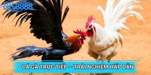 Đá Gà Trực Tiếp – Trải Nghiệm Rất Hấp Dẫn Tại Nhà Cái