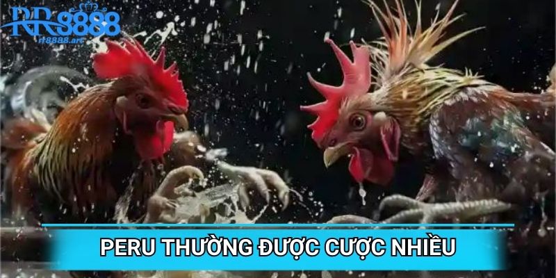 Peru thường được cược nhiều