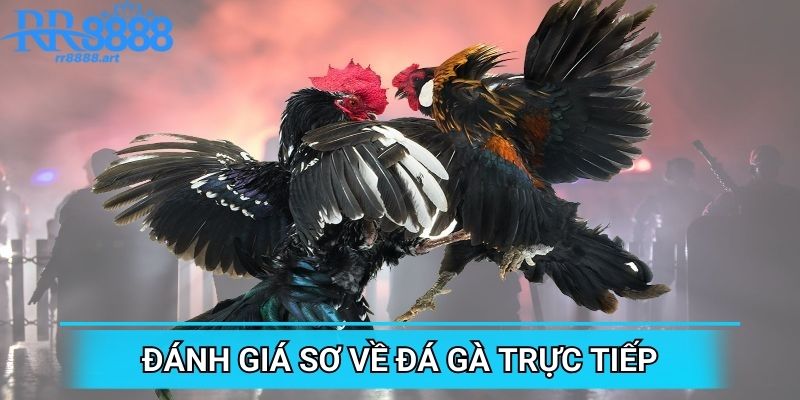 Đánh giá sơ về đá gà trực tiếp