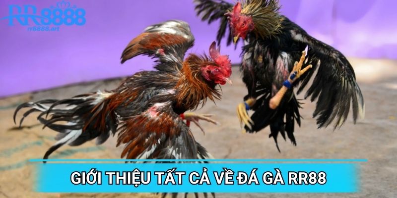 Giới thiệu tất cả về đá gà RR88