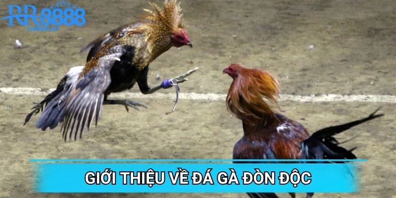 Giới thiệu sơ qua về đá gà đòn độc