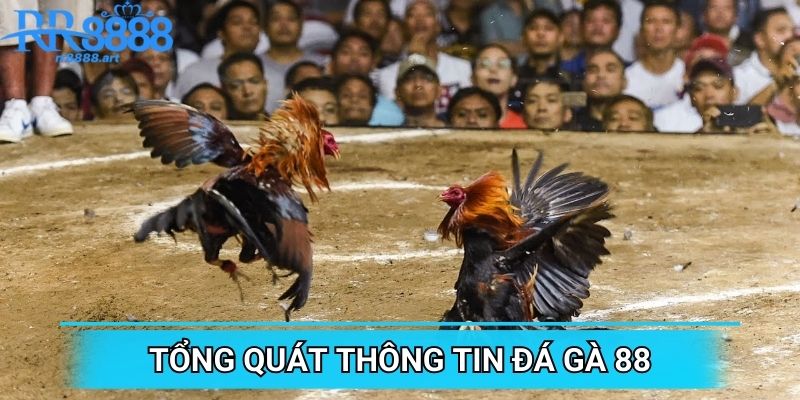 Tổng quát thông tin đá gà 88