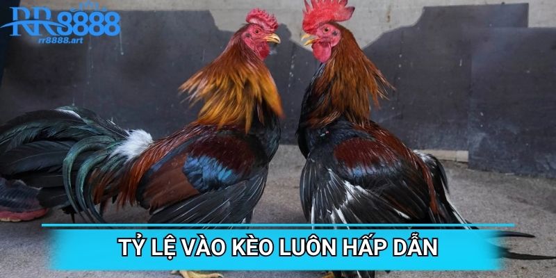 Tỷ lệ vào kèo luôn hấp dẫn