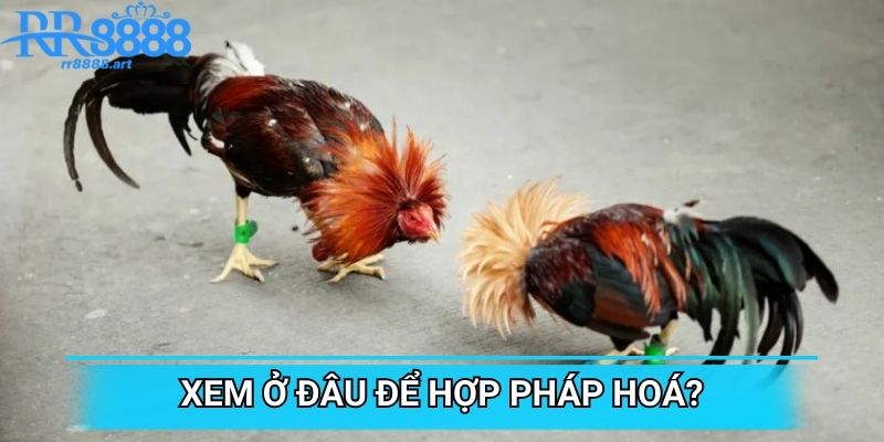 Xem ở đâu để hợp pháp hoá?
